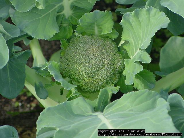 Brassica oleracea var. italica
